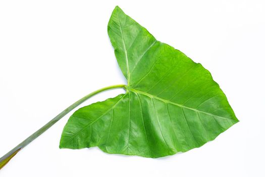 Taro leaf isolated on white background.