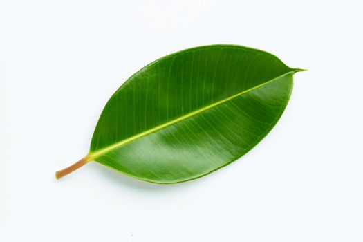 Rubber plant leaf on  white background.