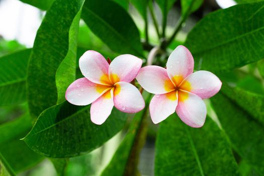 Plumeria flower with green leaves 