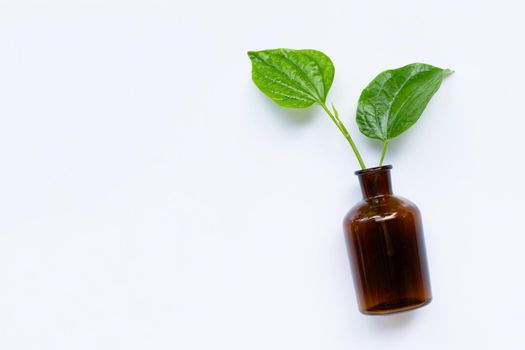 Piper sarmentosum or Wildbetal leafbush with essential oil bottle on white background. Copy space