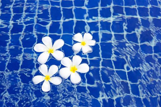 Frangipani flowers in the swimming pool. Top view