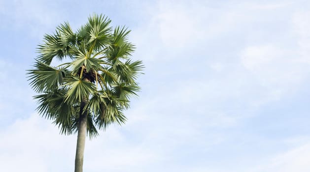 Sugar palm tree, beautiful tropical with sky and clouds.