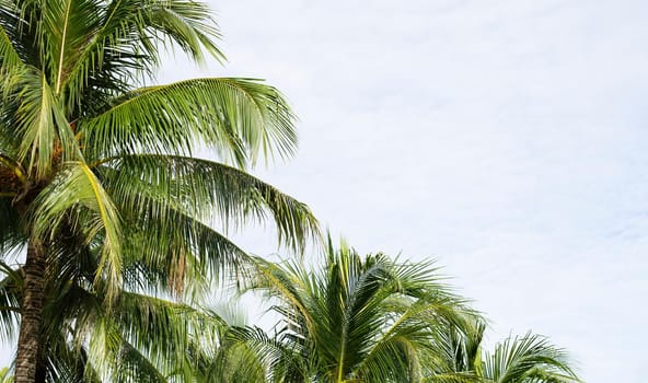 Coconut palm trees, beautiful tropical with sky and clouds.