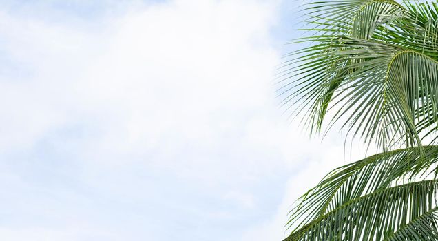 Coconut palm trees, beautiful tropical with sky and clouds.