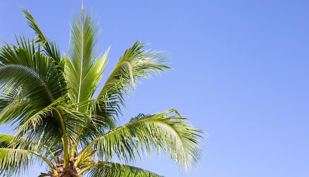 Coconut palm trees, beautiful tropical with sky and clouds.