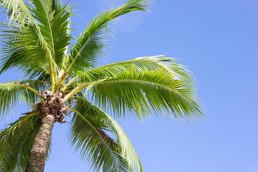 Coconut palm trees, beautiful tropical with sky and clouds.