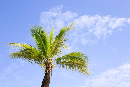 Coconut palm trees, beautiful tropical with sky and clouds.