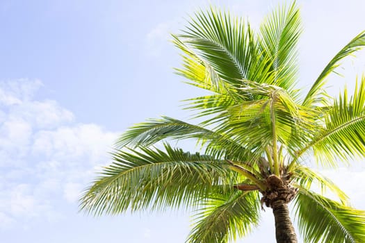 Coconut palm trees, beautiful tropical with sky and clouds.