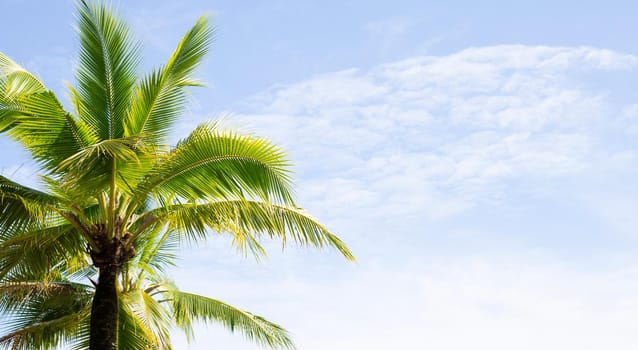 Coconut palm trees, beautiful tropical with sky and clouds.