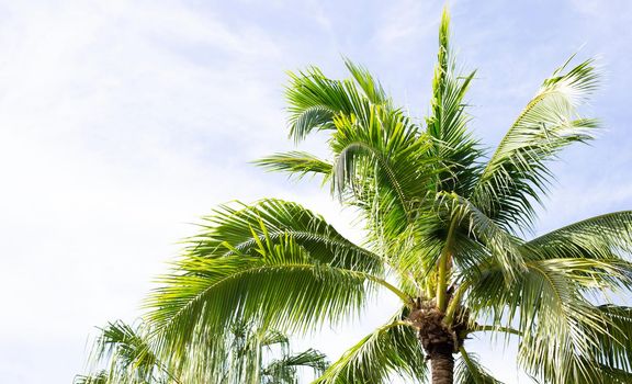Coconut palm trees, beautiful tropical with sky and clouds.