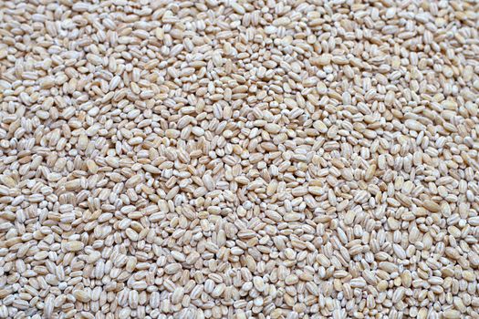 Top view of Raw peeled barley grains.