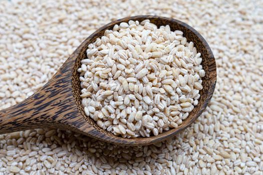 Barley grain in wooden spoon on barley grain background. 