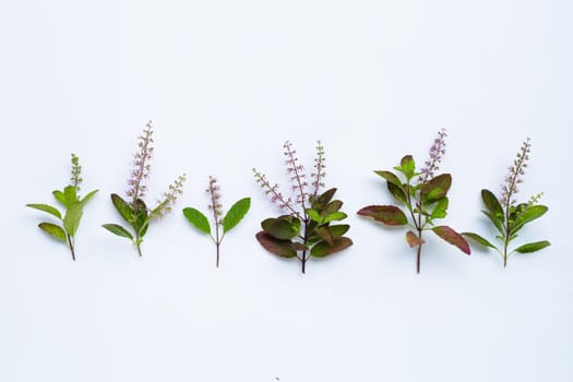 Fresh holy basil leaves with flower on white background.