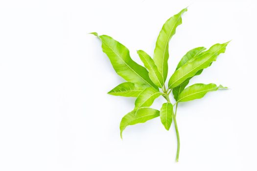 Tropical fruit, Mango  leaves on white background. Top view