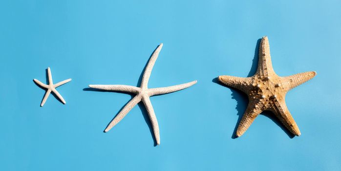 Three starfish on blue background.  Top view