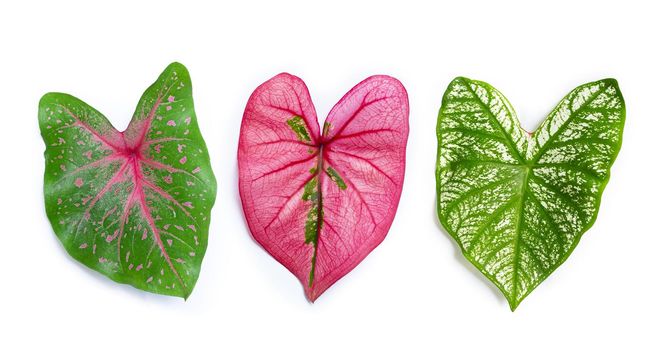 Caladium leaves on white background. Top view