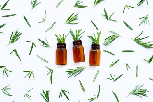 Fresh rosemary isolated on white background.