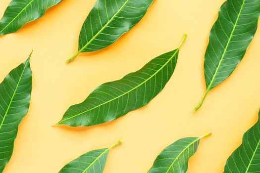 Mango leave on yellow background. Top view