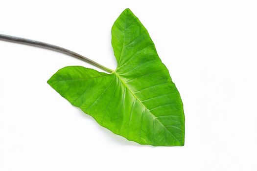 Green taro  leaves isolated on white background.
