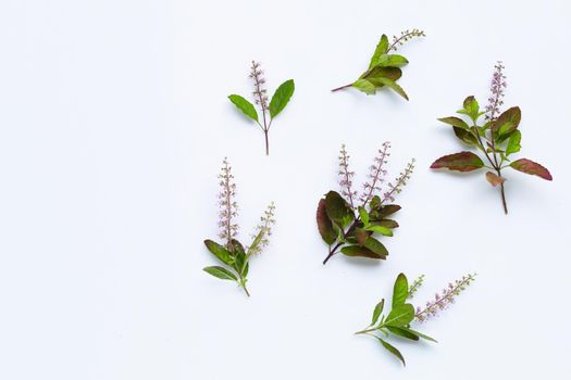Fresh holy basil leaves with  flower on white background.