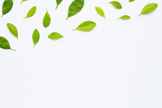 Green citrus fruit leaves on white background. Copy space