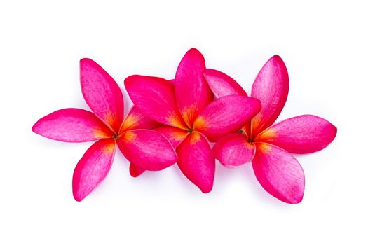 Red plumeria or frangipani flower on blue background. Top view