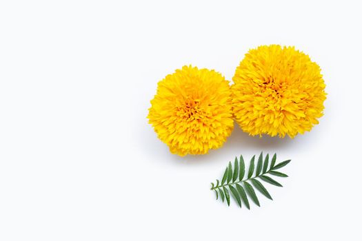 Marigold flowers with leaves on white background. Copy space