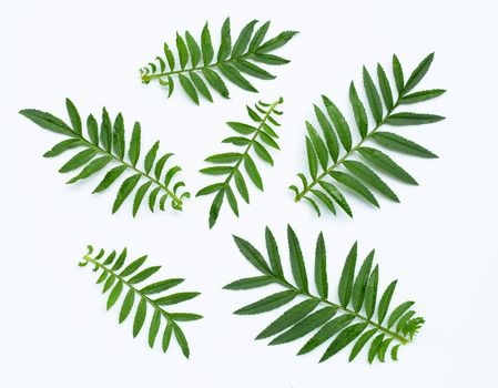 Marigold flowers leaves on white background. 