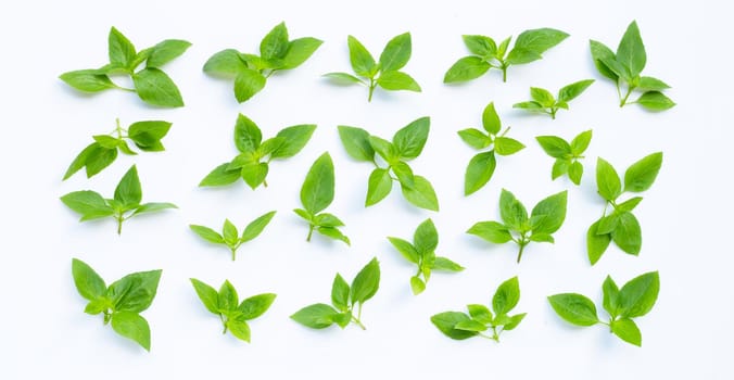 Fresh sweet basil leaves on white background. Top view