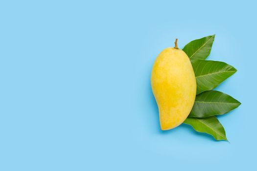 Tropical fruit, Mango  with leaves on blue background. Top view