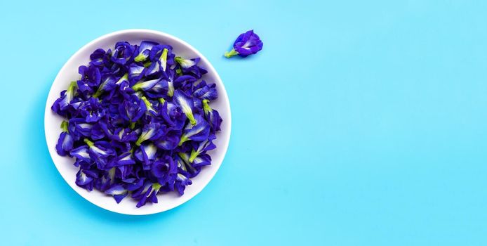 Blue butterfly pea flower on blue background.