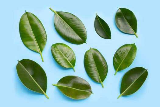 Rubber plant leaves on blue background. Top view
