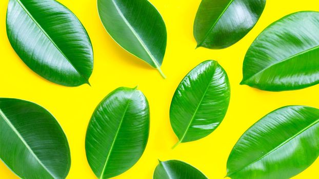 Rubber plant leaves on  yellow background. Top view