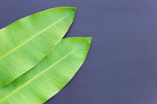 Banana leaves on dark background.