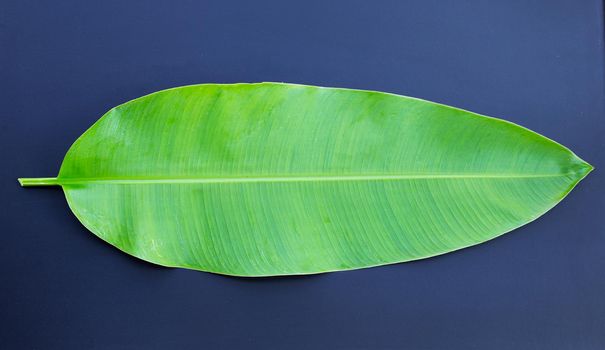 Banana leaf on dark background.