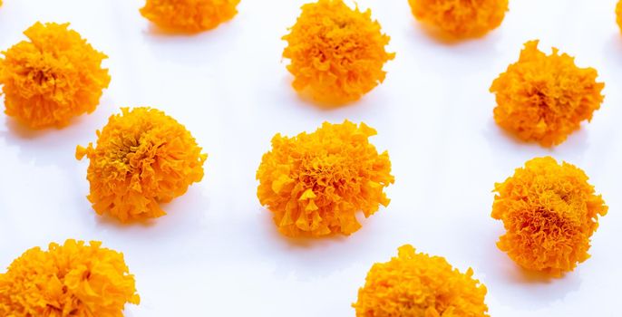 Marigold flower on white background.