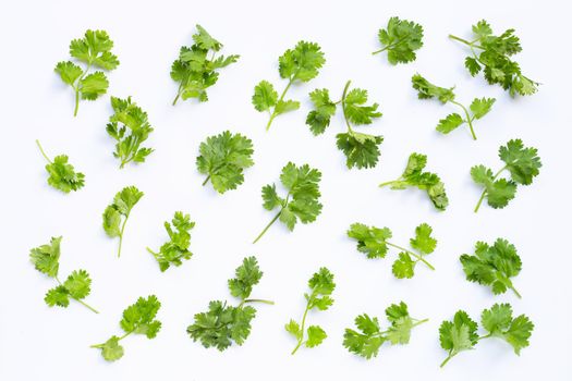 Fresh coriander leaves on white background.