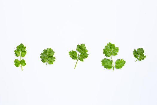 Fresh coriander leaves on white background.