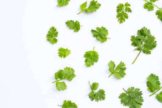 Fresh coriander leaves on white background.