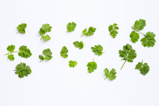 Fresh coriander leaves on white background.