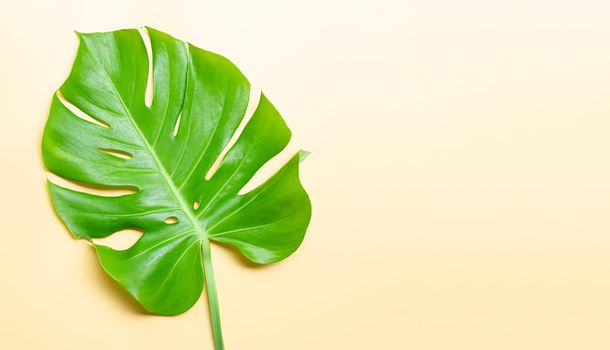 Monstera plant leaves on yellow background.