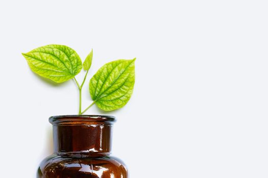 Piper sarmentosum or Wildbetal leafbush with essential oil bottle on white background. Copy space