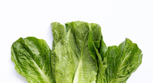 Fresh romaine lettuce isolated on a white background