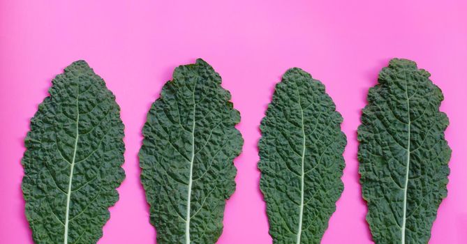 Fresh organic green kale leaves on pink background.