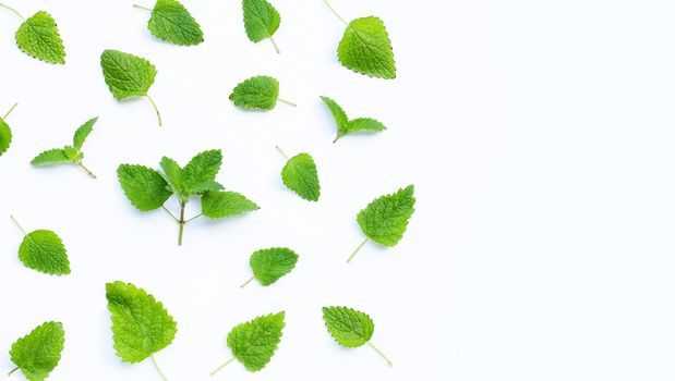 Melissa lemon balm fresh leaves on white background.