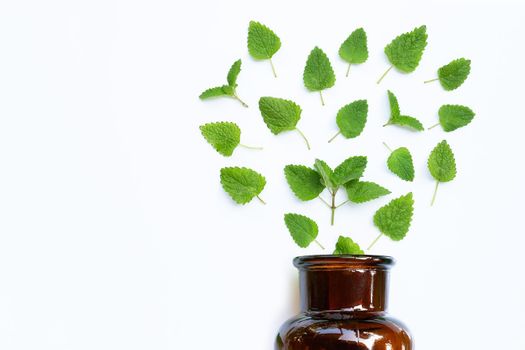 Melissa lemon balm fresh leaves with essential oil bottle on white background.