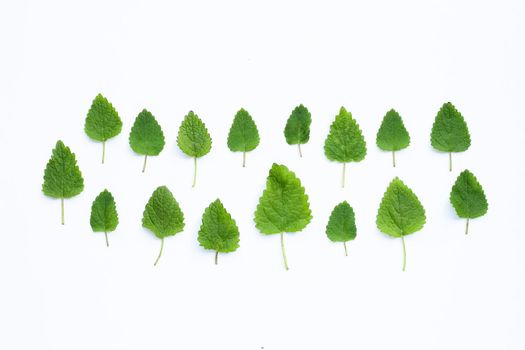 Melissa lemon balm fresh leaves on white background.