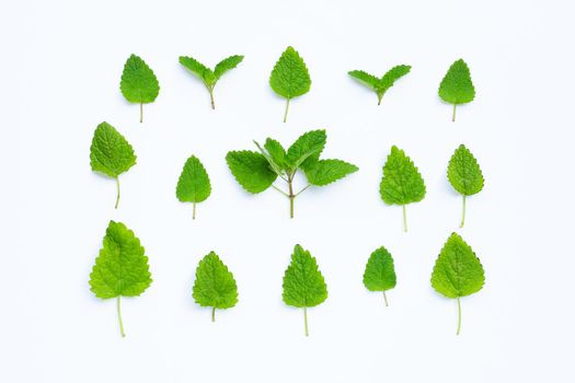 Melissa lemon balm fresh leaves on white background.