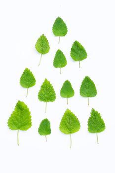 Melissa lemon balm fresh leaves on white background.