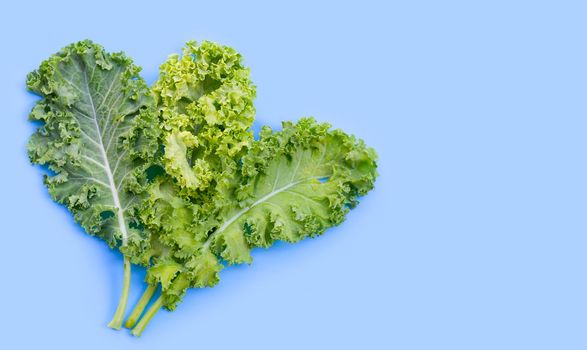 Fresh kale leaves salad vegetable on blue background.